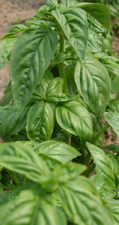 Basil